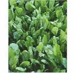 Lepidium Sativum
