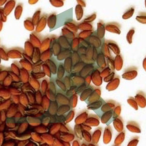Lepidium Sativum / Water Cress Seeds / Asaliya / Halim
