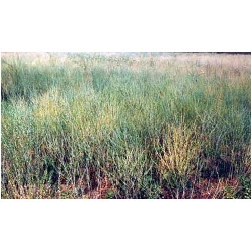 Lepidium Sativum Plant, Packaging Type: Poly Bag