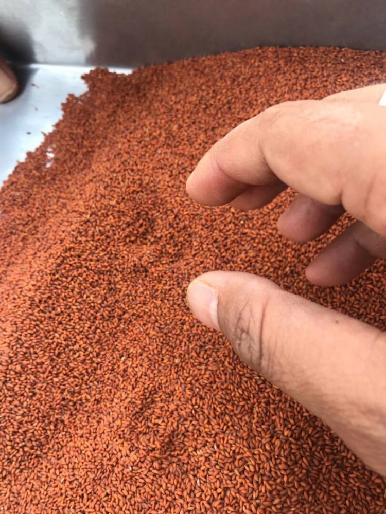 Asaliya Seeds Lepidium Sativum, Packaging Type: Paper Bag