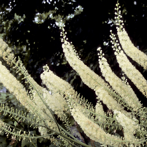 Black Cohosh Extract, Gram , Packaging Type: Pouch