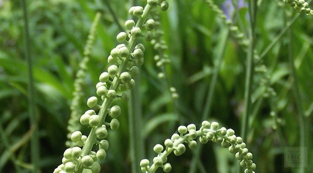 Black Cohosh, Packaging Type: Hdpe Drums & Ldpe Bags, Pack Size: 1 Kg