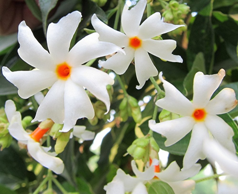 Haar Singhaar / Night Flowering Jasmine / Nyctanthes Arbor- Tristis,