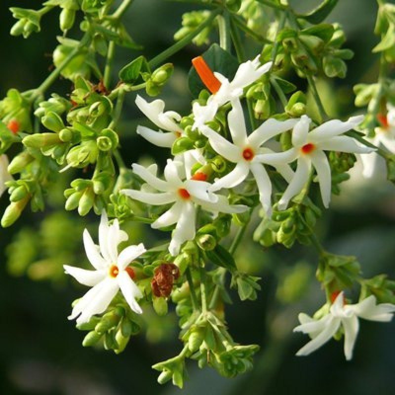 Parijat Leaf