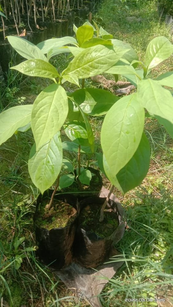 Well Watered Nyctanthes arbor-tristis 2 feet Parijat Plant