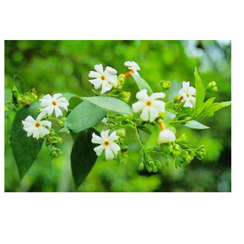 Nyctanthes Arbortristis