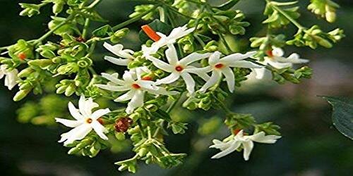 Natural Moringa Oleifera Parijatam / Nyctanthes ( ArborTrists), For Garden