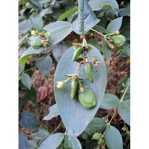 Nyctanthes Arbor Tristis Plant