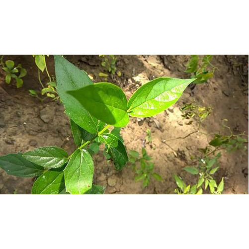 Harsingaar Leaves