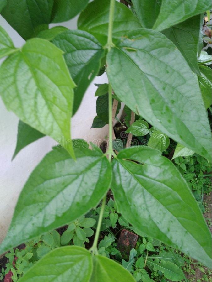 Manufacturer and Exporter of Nyctanthes Arbortristis