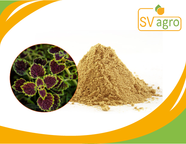 SV Agro Forskolin Coleus Forskohlii Extract, Packaging Type: PP Polybags, HDPE Drums