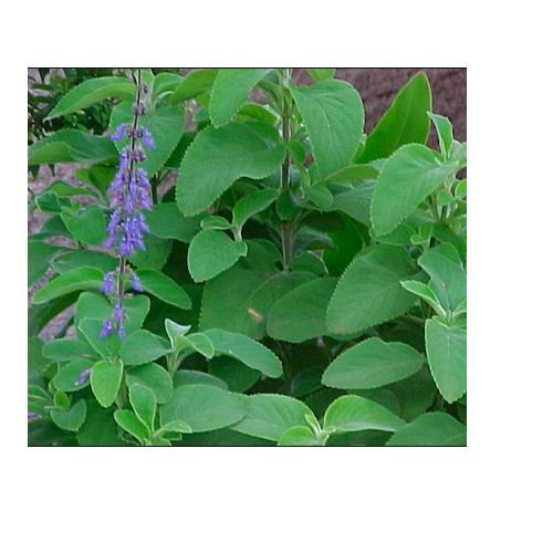 Coleus Forskohlii