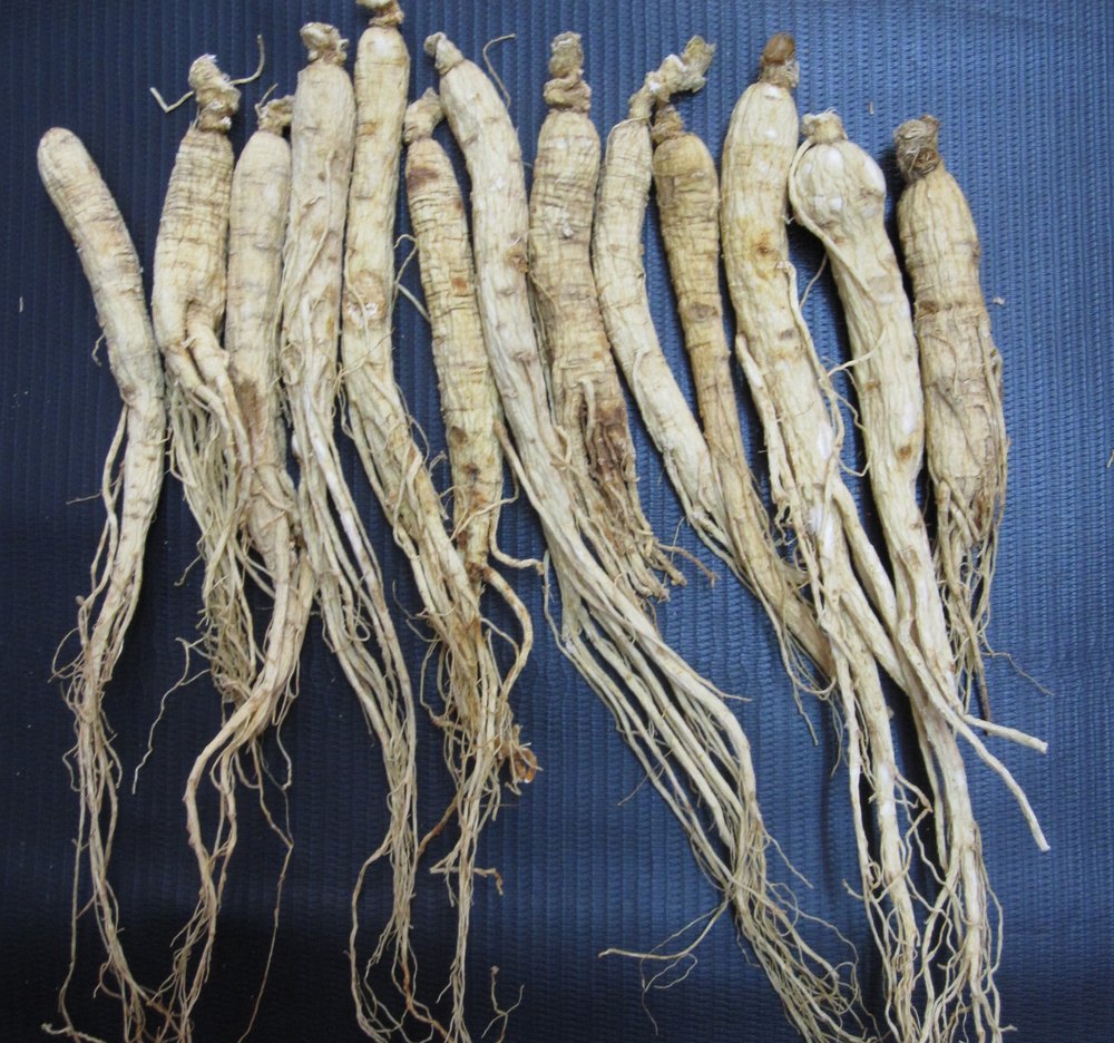 White Ginseng Root (Small)