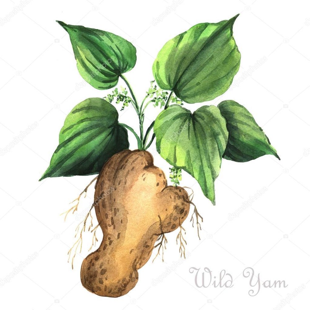 Wild Yam Extract, Packaging Type: HDPE Drum