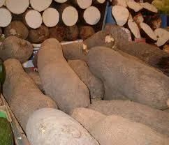 Wild Yam