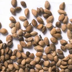 Medicinal Herbal Seed