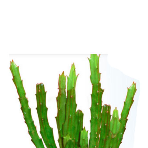 Caralluma Fimbriata Plant