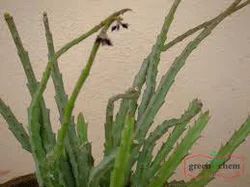 Caralluma Fimbriata