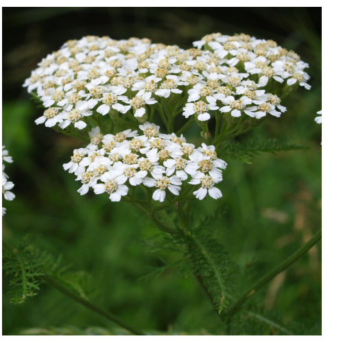 Achillea Millefolium