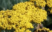 Achillea Millefolium
