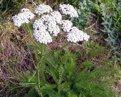 Achillea Millefolium