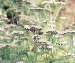 Achillea Millefolium (Yarrow/Milfoil)