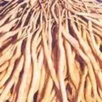 Shatavri White ( Asparagus Racemosus)