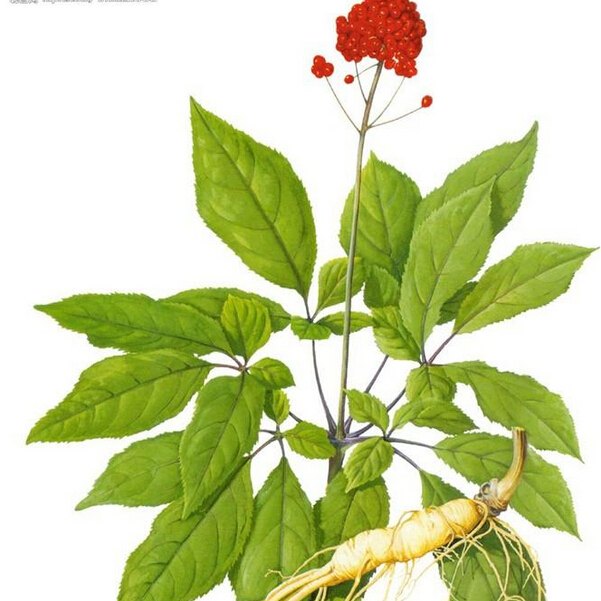 Indian Ginseng pills