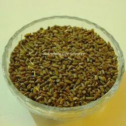 Cassia Semen