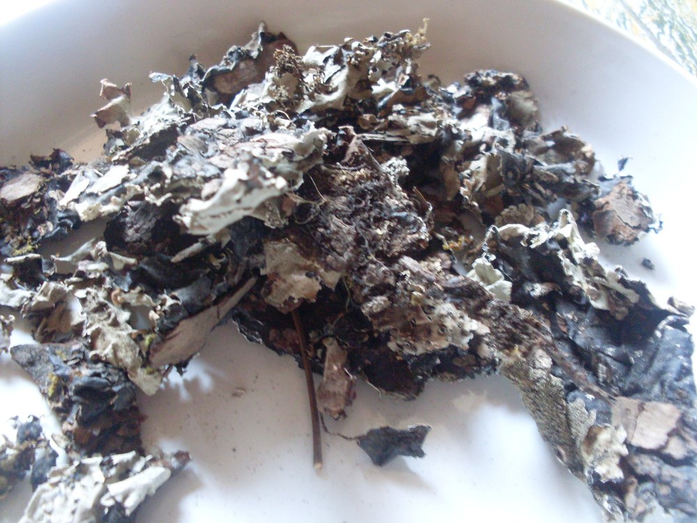Parmelia Perlata