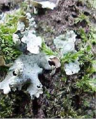 Parmelia Perlata