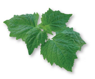 Patchouli