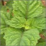 Patchouli Leaves