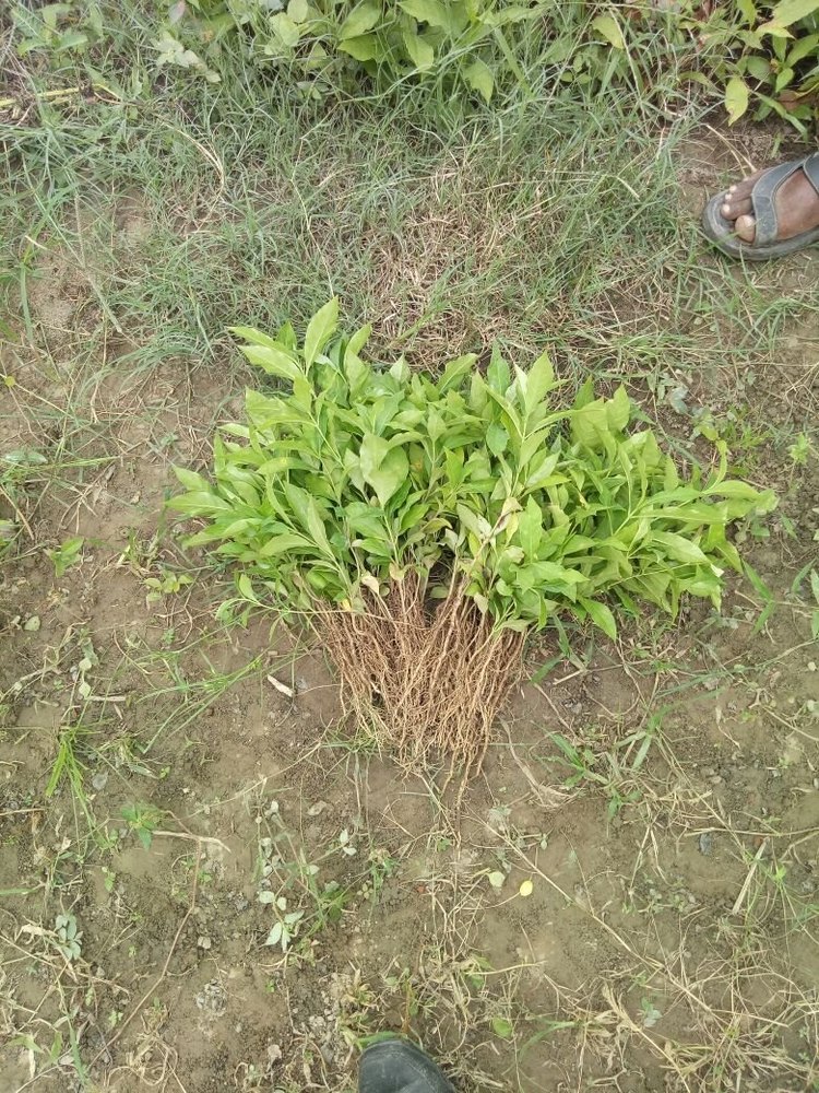 Full Sun Exposure Rauvolfia Serpentina Sarpagandha Medicinal Plant
