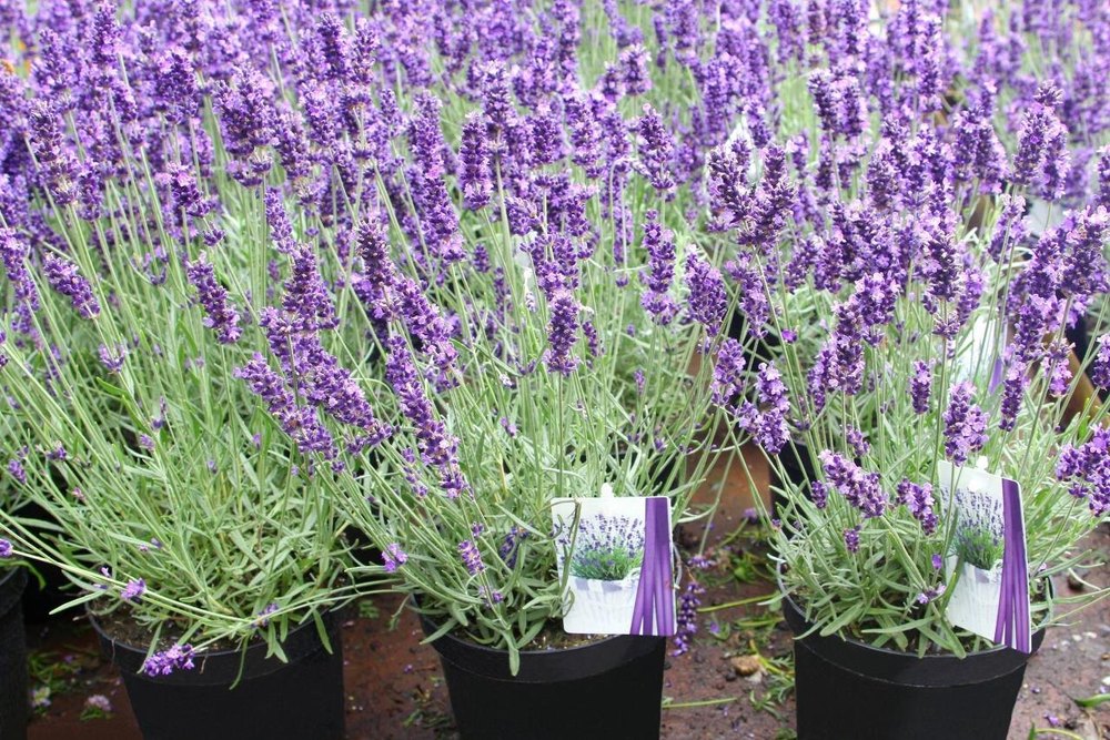 Green, Purple Lavender Medicinal Plant