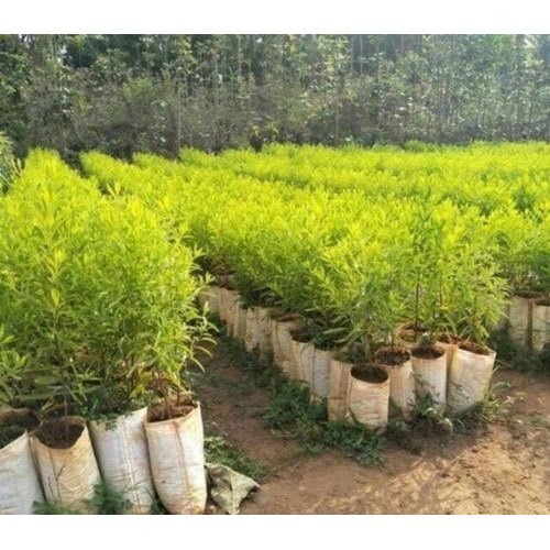 Well Watered Srigandham Plants For Garden