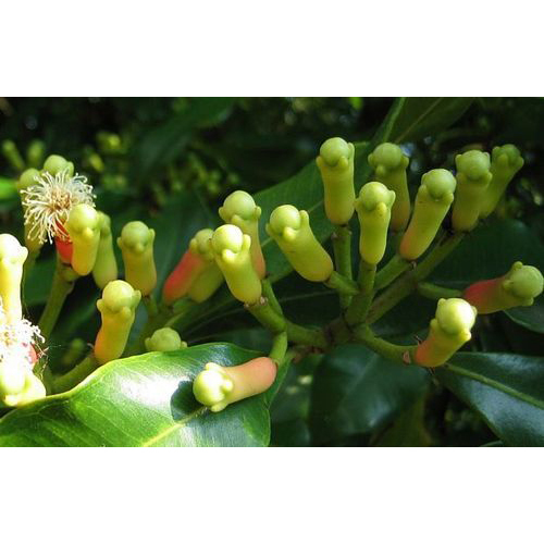 Lavanga Plant