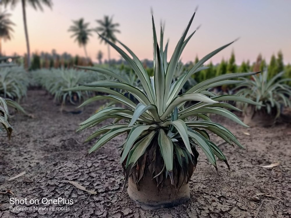 Garden Full Sun Exposure Agave Americana Plant