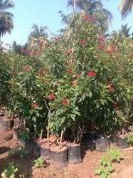 Jatropha Plant