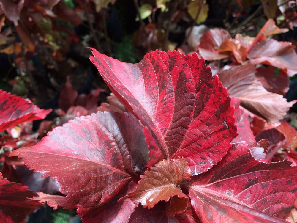 Green Acalypha Wilkesiana For Herbal Cosmetics, Packaging Type: Poly Bag