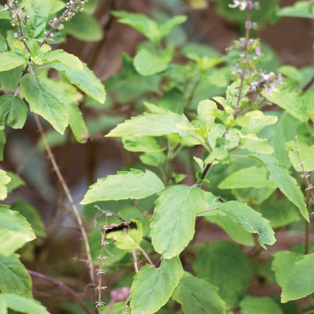 Green Tulsi Plant