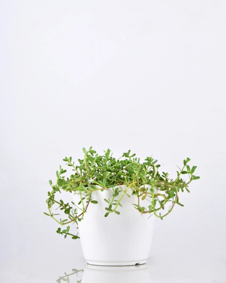 Green Brahmi herb plants, For Medicine, Packaging Type: Box