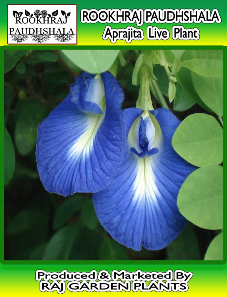 Aparajita Live Plant, Clitoria Ternatea, Packaging Type: Carton Box, for Garden Decoration