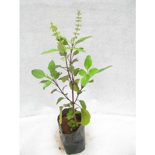 Green Tulsi Plant, For Medicine