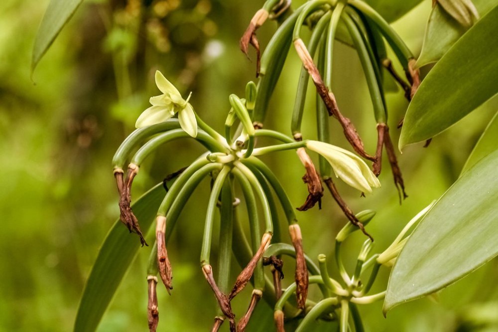 Green Vanilla Bean Plant, For Herbal Cosmetics, Packaging Type: Poly Bag