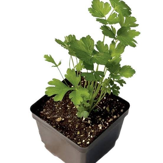 Herb Plants, For Garden