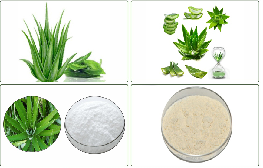 Freeze-dried Aloe Vera