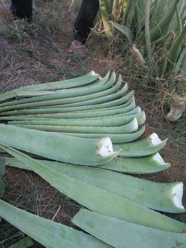 Aloe Vera, For Medicine, Packaging Type: Loose
