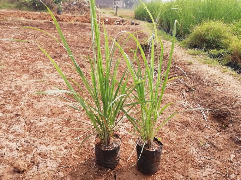 Lemongrass Plant, Cymbopogon