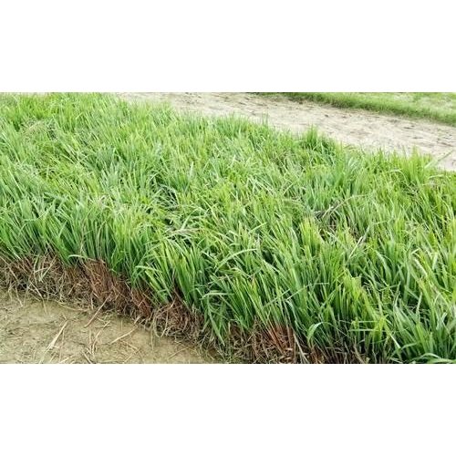 Green Lemongrass Plant, Cymbopogon